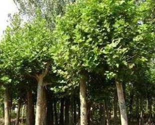 南京五星級文明戶 供應法桐 萬畝綠化苗木基地_農副產品_世界工廠網中國產品信息庫