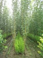 供應西俯海棠,西俯海棠價格,江山花卉苗木基地_紡織、皮革_世界工廠網中國產品信息庫