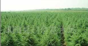 各種規(guī)格雪松苗木價(jià)格_各種規(guī)格雪松苗木廠家_世界工廠網(wǎng)產(chǎn)品信息庫