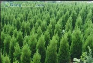 供應供應側柏 側柏苗木 山東側柏苗木基地-青州桂竹園藝場_農副產品_世界工廠網中國產品信息庫