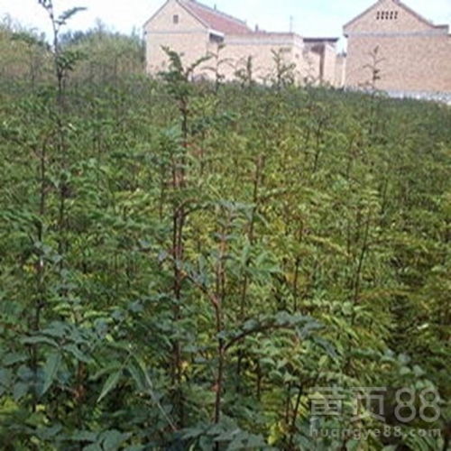 【百色易成活花椒苗怎么樣】- 