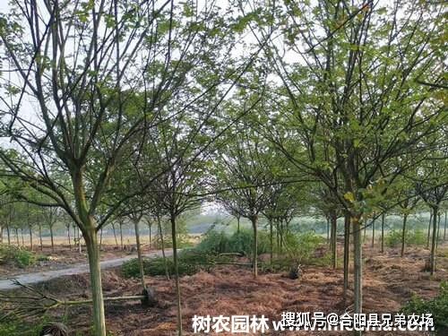 苗木生貨和熟貨的區(qū)別,價(jià)格差多少