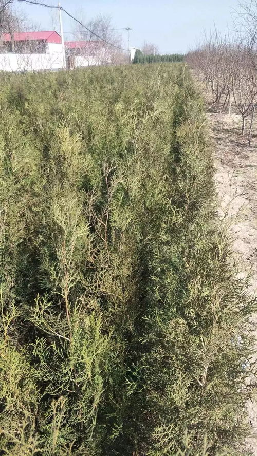 盛大園林孟凡澤 質(zhì)量第一 信譽(yù)為本 真誠(chéng)合作