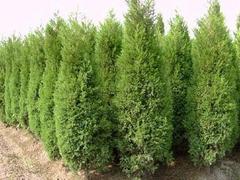 為您推薦具有口碑的側(cè)柏 _廣西側(cè)柏圖片|為您推薦具有口碑的側(cè)柏 _廣西側(cè)柏產(chǎn)品圖片由青州市洺瑜花卉苗木家庭農(nóng)場(chǎng)公司生產(chǎn)提供-