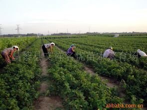 昌黎縣文祥名優(yōu)苗木繁育場(chǎng) 果樹(shù)產(chǎn)品列表