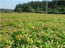 江西金鑫杉樹(shù)苗定南縣基地產(chǎn)品展示