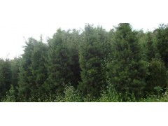 武夷山哪里有羅漢松 供應(yīng)產(chǎn)品 泉州永春永茂苗木專業(yè)合作社