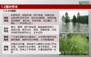 綠城集團(tuán)園林軟景苗木圖譜 全套