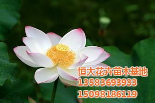 荷花 綠化荷花 恒大花卉苗木基地 認(rèn)證商家 高清圖片 高清大圖