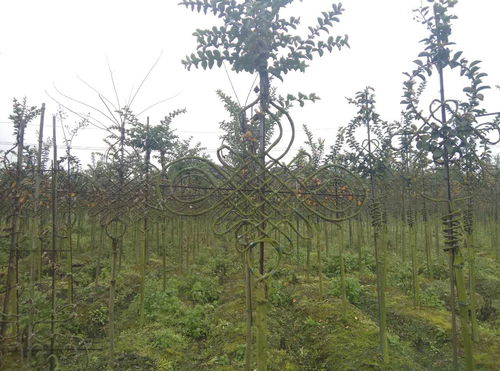 【紫薇造型,植物造型樣式,紫薇造型價(jià)格】- 