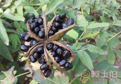 【牡丹籽批發(fā)價(jià)格 菏澤牡丹籽批發(fā)商】牡丹籽,價(jià)格,廠家,供應(yīng)商,花木,菏澤市牡丹區(qū)天朝牡丹種植專業(yè)合作社 - 熱賣促銷