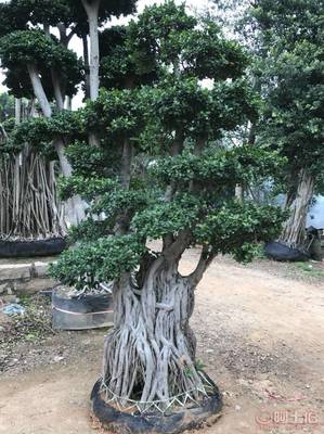 【造型小葉榕供應(yīng)、基地直轄、造型優(yōu)美】綠化苗木,價(jià)格,廠家,供應(yīng)商,花木,龍海市東泗興輝園藝場 - 產(chǎn)品庫