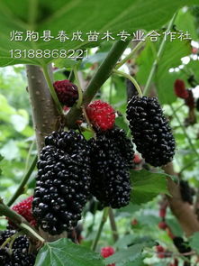 湖北果桑苗品種供應(yīng)齊全 果桑種植技術(shù)包教廠家,湖北果桑苗品種供應(yīng)齊全 果桑種植技術(shù)包教廠家生產(chǎn)廠家,湖北果桑苗品種供應(yīng)齊全 果桑種植技術(shù)包教廠家價(jià)格