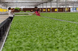 交大出品生態(tài)雞毛菜已在城市超市上架 標(biāo)價(jià)20元一斤