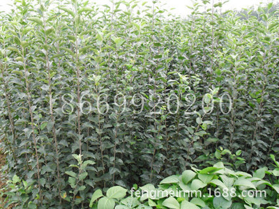 豐美苗木供應(yīng) 柱狀蘋果成苗 其他果樹成苗 - 豐美苗木供應(yīng) 柱狀蘋果成苗 其他果樹成苗廠家 - 豐美苗木供應(yīng) 柱狀蘋果成苗 其他果樹成苗價(jià)格 - 河?xùn)|區(qū)豐美苗木繁育場 - 