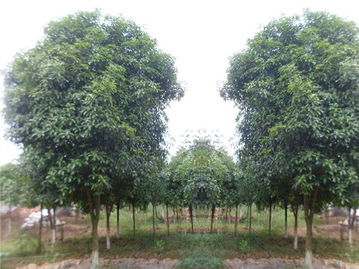 廣西哪里供應(yīng)的桂花樹價(jià)格優(yōu)惠 桂林綠康綠化苗木基地 金球桂,八月桂,桂花樹,狀元紅,四季桂