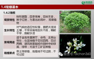 綠城集團(tuán)園林軟景苗木圖譜 全套