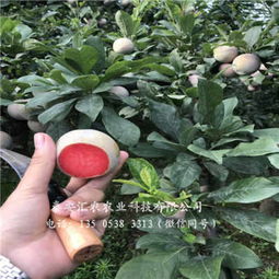 新聞 紅河綠春四月李子樹苗廠家