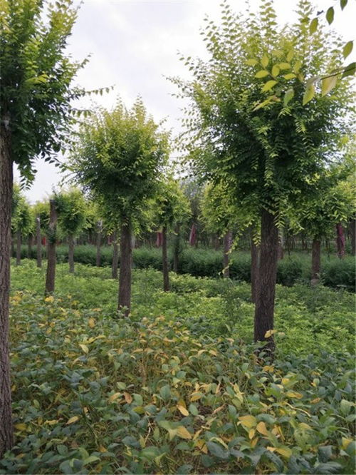 古交12公分金葉榆13公分金葉榆分布范圍