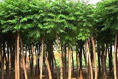 山東苗木產品供求信息圖文搜索結果_一呼百應 youboy.com