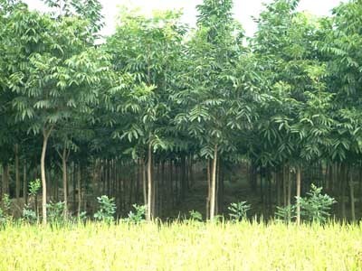 無患子-浙江省安吉大地綠化苗木場(產品圖片)-產品庫-中國花木網