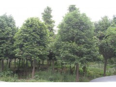 供應熟貨天竺桂 天竺桂苗木 10-20公分天竺桂 成都萬樹|喬灌木|綠化苗木|供應信息|597苗木網