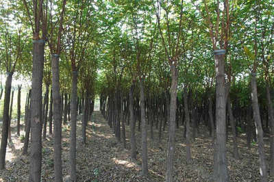 2018年一季度主要林產(chǎn)品市場(chǎng)回暖