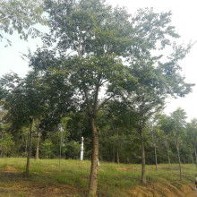  蘇北誠(chéng)信苗木場(chǎng) 主營(yíng) 綠化苗木 各類竹子 玫