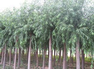 垂柳小苗價(jià)格、保定垂柳苗木批發(fā)、垂柳苗木價(jià)格-保定常青苗木_農(nóng)副產(chǎn)品_世界工廠網(wǎng)中國(guó)產(chǎn)品信息庫(kù)