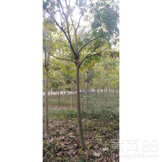 【合肥欒樹苗木批發(fā)】- 