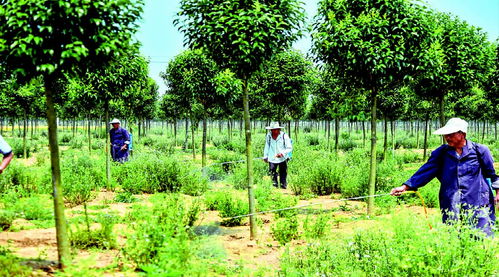 圖片新聞 湯溝鎮(zhèn)產(chǎn)業(yè)扶貧大同村千畝苗木精品基地