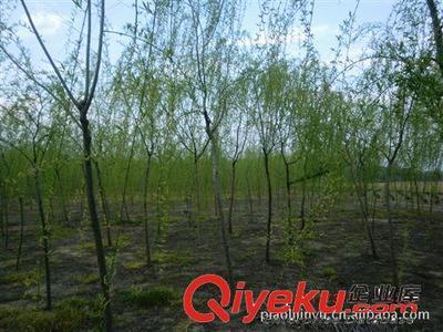 廠家專業(yè)供應(yīng)綠化苗木垂柳(圖)-沭陽(yáng)縣威宇花木銷售中心提供廠家專業(yè)供應(yīng)綠化苗木垂柳(圖)的相關(guān)介紹、產(chǎn)品、服務(wù)、圖片、價(jià)格沭陽(yáng)縣威宇花木銷售中心、金葉女貞;紅葉小檗;小龍柏;地柏;灑金柏;南天竹;迎春;連翹;月季花;紅王子錦帶;水臘;劍麻;金娃娃萱草;玉簪;鳶尾;棣棠;繡線菊;紅瑞木;紫荊;紫薇等綠化苗木