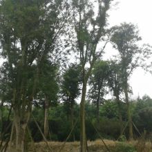 成都崇德聯(lián)創(chuàng)苗木專業(yè)合作社