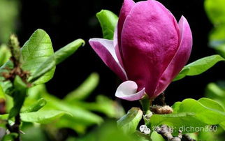 綠城集團(tuán)園林軟景苗木圖譜 全套