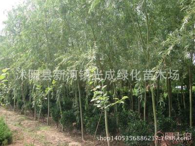 【直銷垂柳苗綠化垂柳垂柳樹苗綠化工程苗無(wú)病害易成活】沭陽(yáng)縣新河鎮(zhèn)光成綠化苗木場(chǎng) - 產(chǎn)品庫(kù)