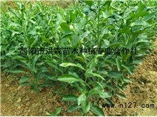 簡(jiǎn)陽(yáng)市洪森苗木種植專業(yè)合作社公司簡(jiǎn)介簡(jiǎn)陽(yáng)市洪森苗木種植專業(yè)合作社