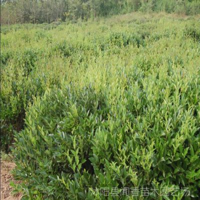 日本女貞 金葉女貞女貞苗木基地 規(guī)格較全 綠化工程苗木供應(yīng)