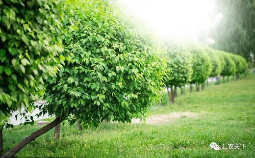 2019苗木市場分析 園林綠化對苗木的新要求