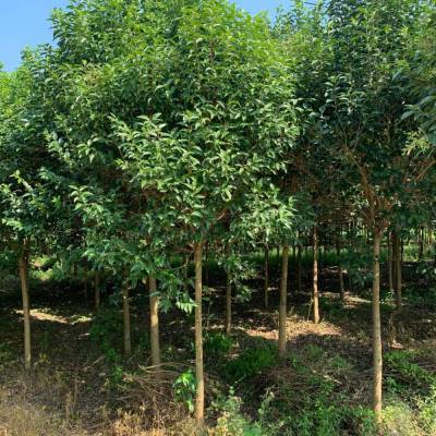 13公分大葉女貞樹_綠化苗木大葉女貞_淄博女貞樹苗報價