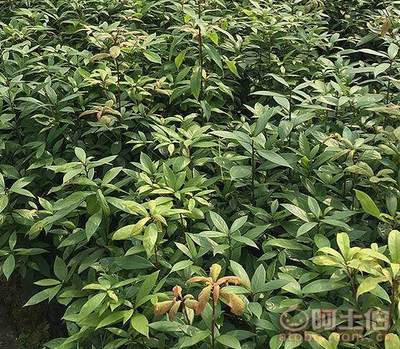 【自貢黃金芽茶苗品種齊全%黃金芽茶樹苗專業基地】黃金芽茶苗,價格,廠家,供應商,花木、果木種苗,雅安市名山區惠農苗木種植農民專業合作社 - 產品庫