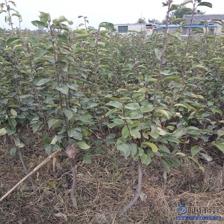 【水晶梨苗廠家價格早酥紅梨苗良種】泰安高新區旺運苗木中心 - 產品庫