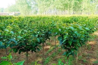 秋季給苗木施肥,請避免這八個最容易犯的錯誤