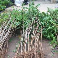 紫藤批發(fā)_苗木產(chǎn)品圖片