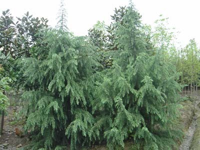 雪松-富陽(yáng)市新登元村綠化苗木場(chǎng)(產(chǎn)品圖片)-產(chǎn)品庫(kù)-中國(guó)花木網(wǎng)