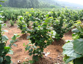 榛子苗木 新沂市惠園林果專業(yè)合作社 軟籽石榴苗 江蘇軟籽石榴苗 江蘇葡萄苗 江蘇紅寶石葡萄 江蘇榛子苗 軟籽石榴苗,江蘇軟籽石榴苗,江蘇葡萄苗,江蘇紅寶石葡萄