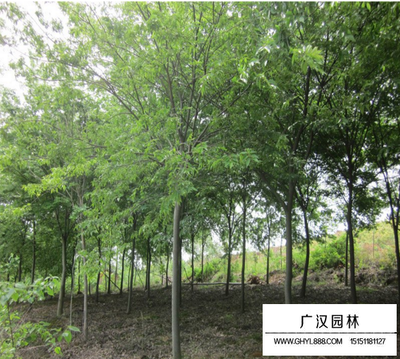 紅櫸樹18公分多少錢一顆-參考報價-綠化苗木_苗木批發_沭陽縣廣漢園林苗木場