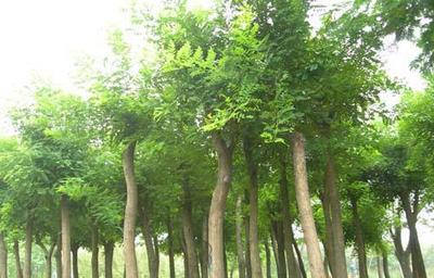 本苗圃大量出售3-4公分國槐苗木 速生國槐價格 濕地綠化