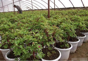 苗木人必看 最先進苗木生產技術