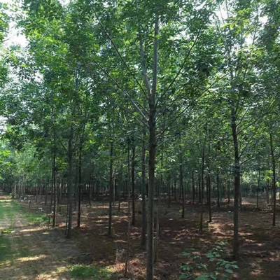 【白蠟批發 白蠟報價 10公分白蠟批發 源昊苗木圖片】白蠟批發 白蠟報價 10公分白蠟批發 源昊苗木圖片大全 - 邳州市源昊綠化苗木種植家庭農場