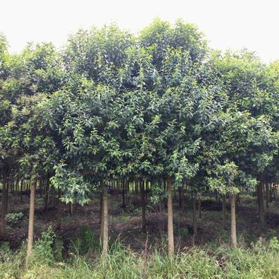 20公分大葉女貞苗木_精品大葉女貞_平頂山大葉女貞供應商